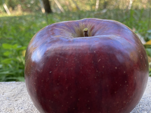 中が赤い‪‬第3弾(;ﾟДﾟ)!いろどり3kg