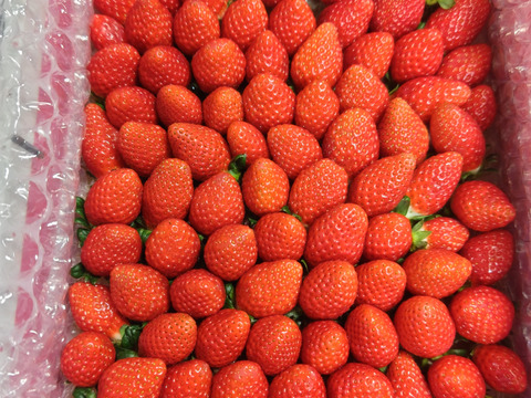 【新品種べにたま】小粒たっぷり１Kg ついに解禁🍓