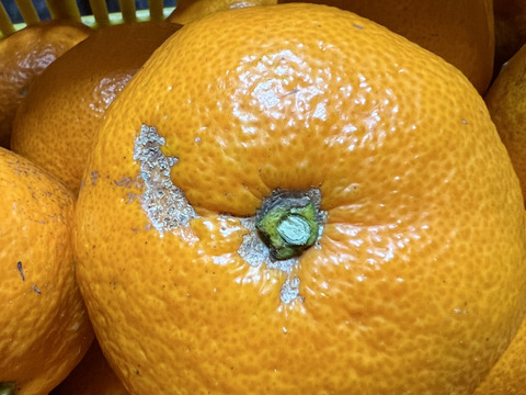 【農薬不使用ノーワックス】ご家庭用⭐︎青島みかん4kg