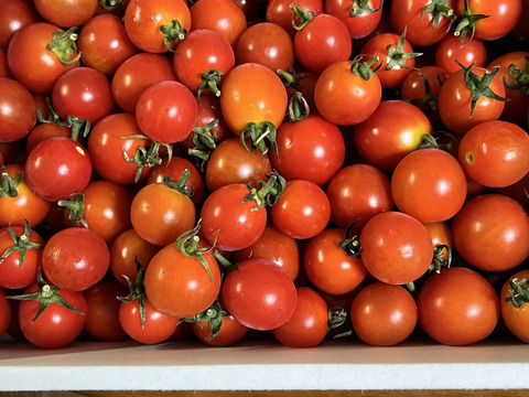 【高原育ちのフルーツミニトマト】サマー千果 2kg｜糖度8.3以上／八ヶ岳の恵み