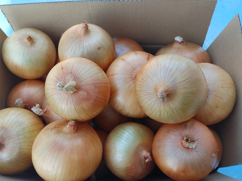 大好評，地層が違う淡路島玉ねぎ、訳ありアンサー(風袋込み5キロ)