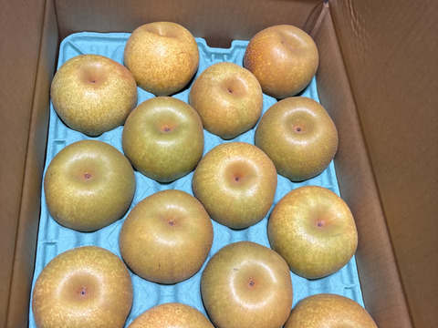 夏の定番🍏　千葉県産【幸水】5㎏　お手頃サイズ『14～20玉入』市川のなし・秀品