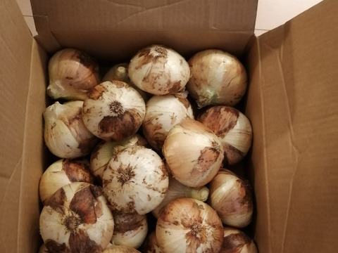 【数量限定!!!】どーんと大玉お買い得！　長崎県産たまねぎ(10kg)