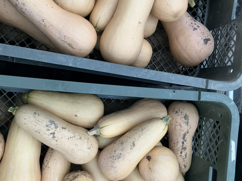 濃厚なコクと甘み♪バターナッツかぼちゃ（約1.8kg（３～５個））
