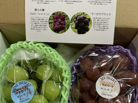 【福袋2025】 限定50セット シャインマスカット+お任せ品種(合計約1.1kg) 4200円相当以上