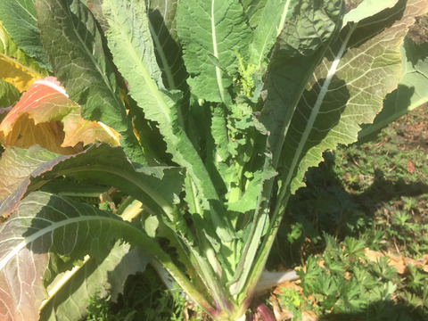 なにもいれない自然栽培野菜６品