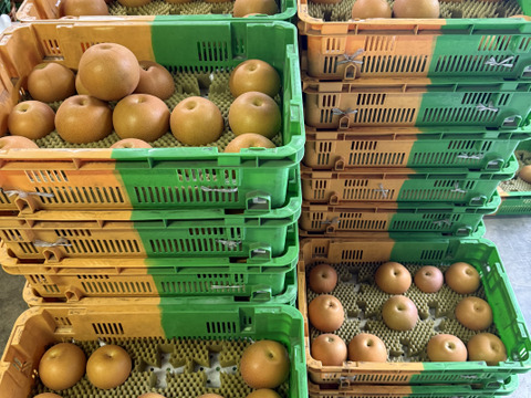 新高梨 にっこり梨 食べ比べセット 栃木産　3キロ(5-6個)