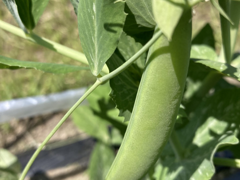 おべじの小さな畑便 ≪初夏のサラダ野菜セット≫
