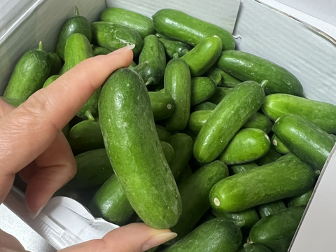 1周年特別価格！】珍しいミニきゅうり！3kg【FGAP取得済み