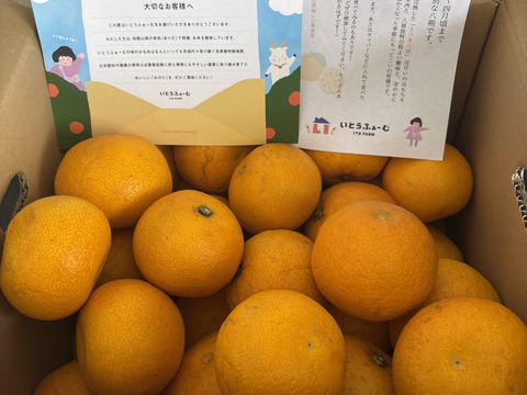 【セール中！】あなたの常識が変わる！プリプリジューシーなさつき八朔🍊（樹上超熟八朔） 【訳あり】9kg