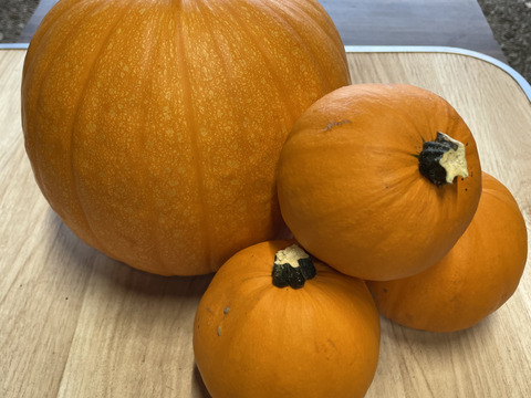 少量限定品 早めの準備 ハロウィンかぼちゃ 大1個小3個セット 北海道産 食べチョク 農家 漁師の産直ネット通販 旬の食材を生産者直送