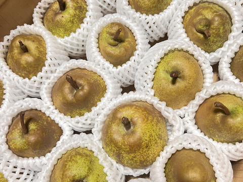 ꕥ大容量！ꕥ 芳香な香りで豊かな甘い味がする山形産の小玉ラフランス　Mサイズ５㎏箱