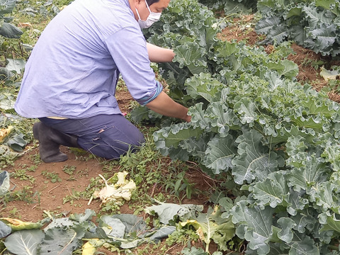 １月発　【早春の高級食材♫】ケール✖️芽キャベツ＝“プチヴェール“　（予約増量）　450g →500g〜from 名水の里　神奈川県秦野市