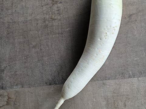 【荷合発送　少人数向け】少量内容量！白菜×大根セット