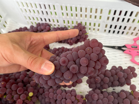 【山形】ジューシー！深い甘味！ 王道デラウェア 2kg(12～16房）贈答用 ギフト ご家庭用 お子様にも喜ばれます♪  ◎常温便◎