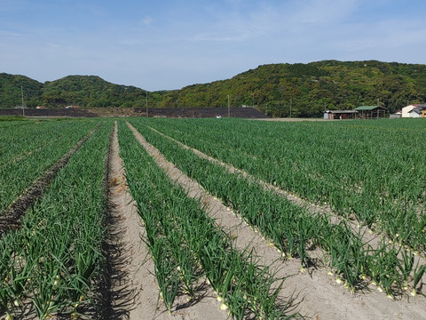 大好評，地層が違う淡路島、大玉、新玉ねぎ、七宝早生(風袋込み10キロ)