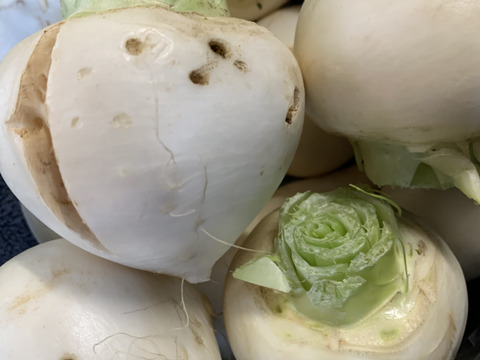 【アースデー企画】旬の訳あり野菜セット※おススメレシピ付き‼