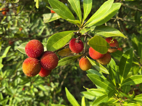 ★最終品！　自然栽培　ヤマモモ　1キロ～　秀峰　秀光　チルド便