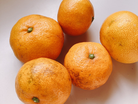 ジュース用 甘さと酸味が丁度いい！濃厚興津早生みかん5kg　（2S～2L：約40個）