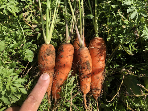 ※数量限定【農薬・化学肥料不使用栽培】農園おまかせ　旬の野菜セット