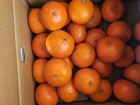 【貴重な柑橘】食後のデザートにおすすめ！みはや　約5㎏