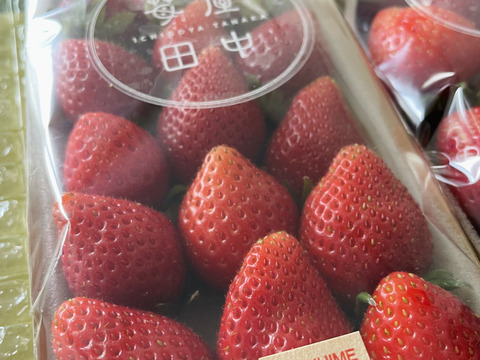 栽培期間中農薬不使用　苺　3パックセット(二等品)