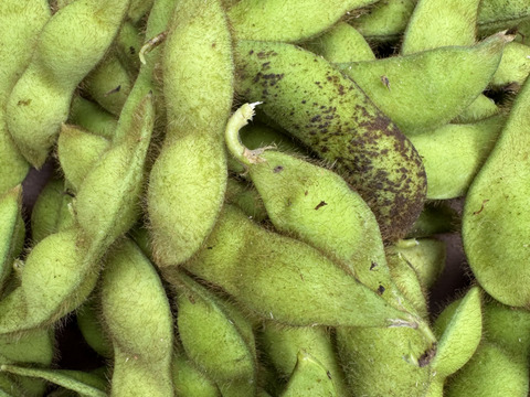 丹波産黒枝豆‼️【本黒枝豆はこの時期しか食べれません‼️】1kg入‼️