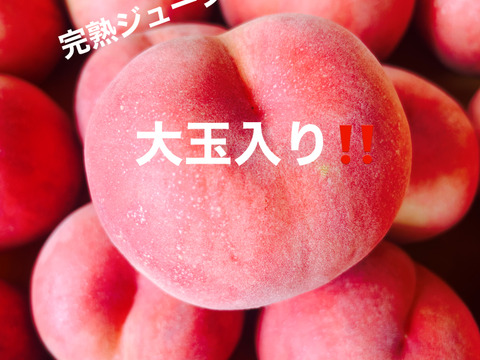 硬め好きな方に‼️シャキッと美味しい山形県産白桃おどろき【大玉入り