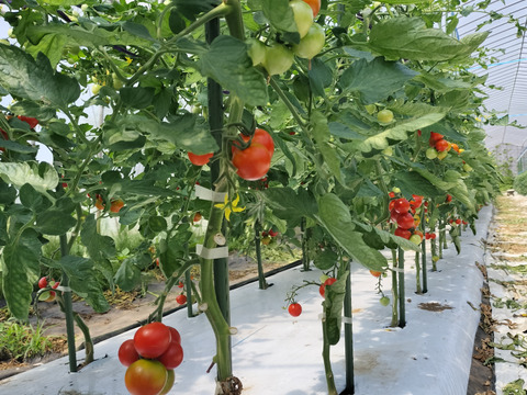 数量限定✨夏野菜9袋★フードレスキュー　農園自慢の野菜セット4種〜★パチャママ農園