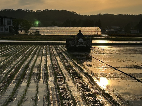 令和7年産　山形県産　はえぬき　10kg
