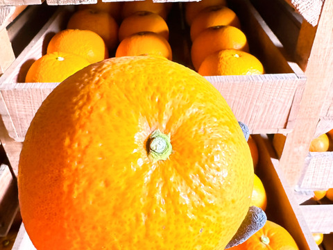 きれいな八朔！小さめサイズ4.5kg
