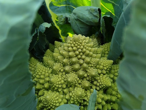 北海道産ロマネスコ　6㎏（8～9玉）