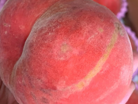 ８月下旬よりお届け🍑朝採れ訳あり品『川中島白桃』３Kg箱入り　８個から１4個入り