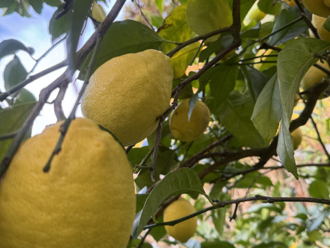 【防腐剤・ワックス不使用】ユーレカレモン　大　和歌山県産　2キロ（箱込み）