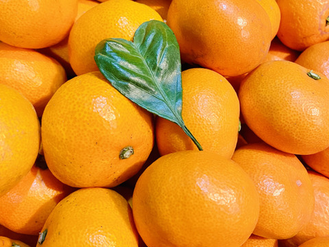 【コク甘❗️】『愛媛県産みかん』3kgご家庭用）