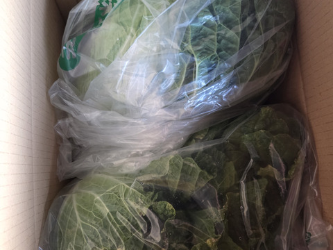 白菜　2玉