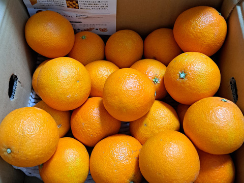 【訳あり】そらまどんな 天空の果樹園 愛媛産まどんな 5kg