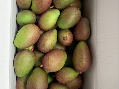 期間限定　摘果マンゴー（2.5kg）