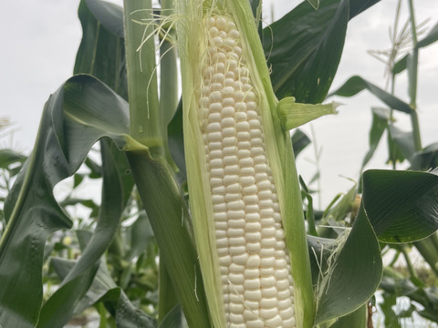 甘すぎてごめんなさい！生でたべれる『しろいとうもころし』(10本)