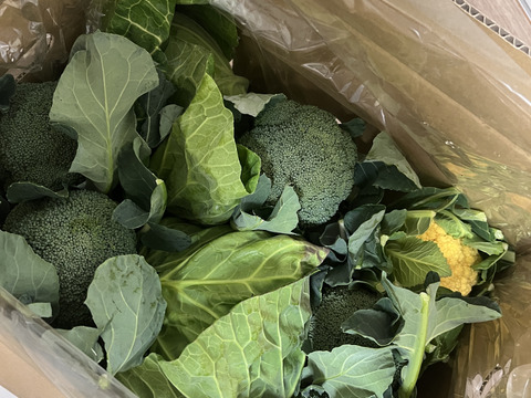 ともちゃんセット（ブロッコリー３つ　&　春キャベツ２つ）