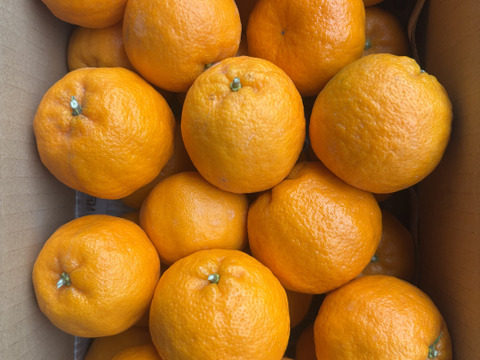 【3k箱　ポンカン　除草剤使用無 万田酵素散布】