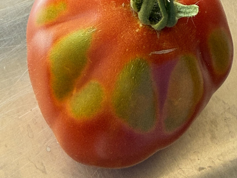 【訳あり】【冷凍】割れあり 完熟イタリアントマト 約4kg 富山県産