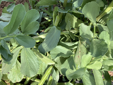 農薬化学肥料・除草剤不使用春の野菜セット　５月　レシピ付き