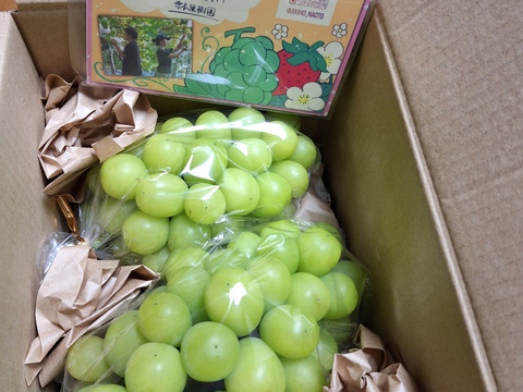 【すぐ出荷】まだ間に合う！朝採れ直送・旬の甘さ！秋限定シャインマスカット（600g×2房入り）【敬老の日ギフト】【朝市限定】
