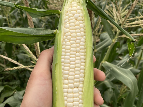 <これはお得>実がギッシリ　ピュアホワイト！朝採り新鮮！特選ホワイトコーン(20本)