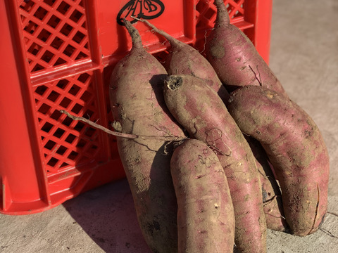 【食べ比べセット】ＨＩＢ人気の干し芋　紅はるかホワイト（平干し）とゴールド（丸干し）の【初回限定BOX】