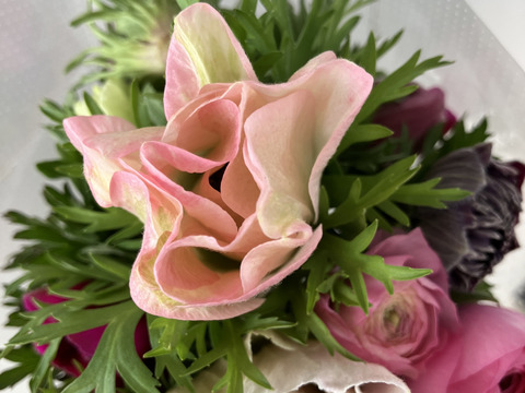 《アネモネ》12本束2セット
10日間の日持ちは当たり前💐