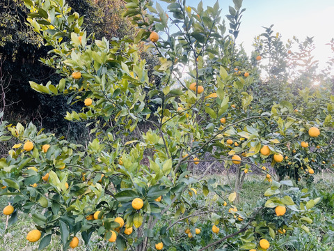 [自然栽培]淡路島産リスボンレモン(3kg)栽培期間中農薬不使用、肥料不使用