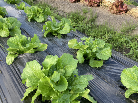 旬べじ詰め合わせ（少量希望の方におすすめです）