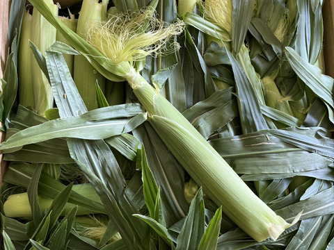 ヤングコーン70本まきさん専用